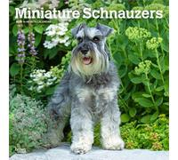 Miniature Schnauzers | 2026 12 x 24 Inch (Hanging) Monthly Square Wall Calendar | Plastic-Free | BrownTrout | Animals Small Dog Breeds