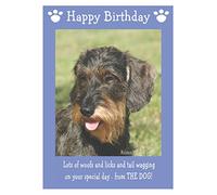 Miniature Wire Haired Dachshund, Dog Birthday Card