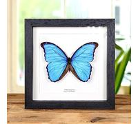 Minibeast Blue Morpho Butterfly Entomology Frame (Morpho didius)