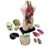 Miniland Miniland99020 Anatomy Set in Case (11-Piece)