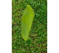 Minimalist Green Leaf Growth Journal: 6x9 Inch Lined Notebook, 120 Pages, No Text Blank Cover, Simple Nature Aesthetic: A Simple Botanical Notebook for Personal Growth, Goal Setting, and Fresh Ideas
