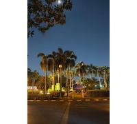 Minimalist Night Scenery Notebook: 120 Pages College Ruled Journal | 6 x 9 Inches | Beautiful Palm Trees at Night Cover