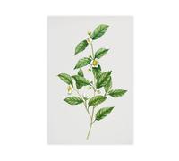 Minimalist Tea Tree Kitchen Decor Watercolor Tea Leaves Canvas Poster Bedroom Decor Landscape Office Room Decor Gift 20" L X 30" W