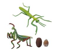 minkissy 1 Set Mantis Growth Cycle Figure Educational for Early Learning and Imaginative Play Realistic Insect Life Cycle Model for Preschool Teaching and Storytelling Activities