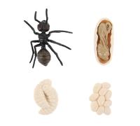 minkissy 1 set Miniature Ant Growth Model Realistic Ant for Educational Play for Science Projects and Natural Science Learning