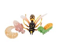 minkissy 1 Set Wasp Growth Model Set Realistic Insect Display Ornament Educational for Cognitive Learning Aid for Nature Awareness for Understanding Life Cycles