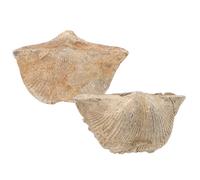 minkissy 2pcs Natural Specimen Spirifer Shells 2-3.5cm for Geological Teaching and Paleontology Study Marine Science Education Decor