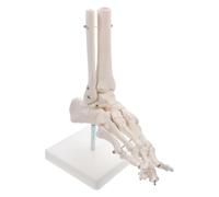 minkissy Anatomical Foot Joint Model Plastic Human Skeleton Model Wire Mounted on Stand for Physical Health Knowledge Teaching