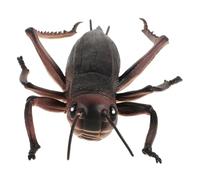 minkissy Artificial Cricket Simulation Cricket Model Plastic Adornment 9.04x5.50x1.97in Dark Brown Retro Creative No Burr Smooth Surface Tabletop Decorations