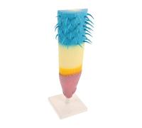 minkissy Corn Root Anatomy Model Longitudinal Root Structure Demonstration Tool for Biology Teaching and Science Experiments in Schools