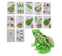 minkissy Detachable Frog Anatomy Model Educational Biology Dissection Kit for Students Detailed Organ Teaching Aid for Classroom and Homeschool Use