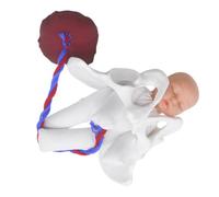 minkissy Female Pelvic Bone Model with Fetus and Umbilical Cord - Teaching Birth Simulator for Midwife Training and Clinical Education, Pelvic Anatomy Model for Students