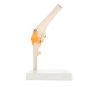 minkissy Lifelike Pvc Elbow Joint Anatomical Model, Plastic Human Skeleton Bone Joint for Medical Study and Science Education