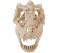 minkissy Resin Mini Tyrannosaurus Dinosaur Skull Model Display Box, Prehistoric Teaching Accessory and Home Decoration, Realistic Small Dinosaur Skeleton for Science Education