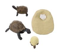 minkissy Vivid Tortoise Growth Cycle Model Realistic Simulation Animal for Early Education Cognitive Teaching Aid for Imaginative and Color Recognition Development Decor