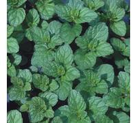 Mint 'Eau de Cologne' (Mentha x piperita citrata) Cooking Herb - Culinary Kitchen Fresh Aromatic Herbs Easy to Grow Your Own by Park Farm Plants (1 x 9cm pot)