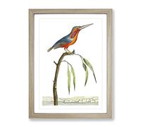 Minute Kingfisher By George Shaw Vintage Framed Print | A2 Oak Framed Wall Art | Ready to Hang | Classic Nature Picture | Living Room Bedroom Lounge Office