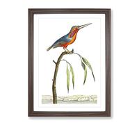 Minute Kingfisher By George Shaw Vintage Framed Print | A4 Walnut Framed Wall Art | Ready to Hang | Classic Nature Picture | Living Room Bedroom Lounge Office
