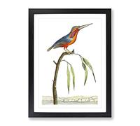 Minute Kingfisher By George Shaw Vintage Framed Wall Art Print, Ready to Hang Picture for Living Room Bedroom Home Office Décor, Black A2 (64 x 46 cm)