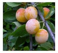 Mirabelle De Nancy Dwarf Patio Plum Fruit Tree 3-4ft Supplied in a 5 Litre Pot