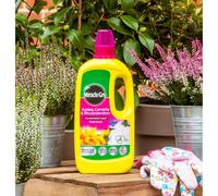 Miracle Gro Azalea Concentrated Liquid Plant Food Rhododendron 800ml