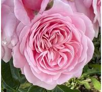 Miranda - Potted Rose - Pink Blooms - Lovely Gift Idea