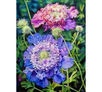 MIRONS Diamond Painting Kits, Flowers 5d DIY Diamond Painting Set, Arts Craft for Home Wall Decor 40x50cm