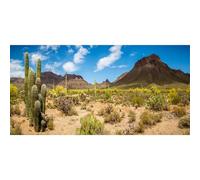 MIRRORANG 120x46cm Durable Vinyl Terrarium Background Blue Sky Mountain Huge Cactus Oasis Gobi Reptile Habitat Background