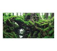 MIRRORANG 180x61cm Tree Branches Fish Tank Background Green Algae Aquarium Background River Bed & Lake Aquarium Background Vinyl Background