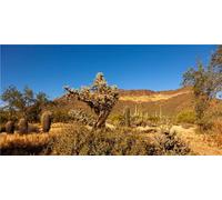 MIRRORANG 61x30cm Terrarium Background Blue Sky Mountain Oasis Desert Huge Cactus Sun and Gobi Reptile Habitat Background Durable Vinyl Background