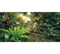MIRRORANG 91x50cm Deep Forest Terrarium Background Sunshine Tropical Plants Trees Aquarium Background Rainforest Reptile Habitat Background Vinyl