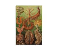 MiSkyn Ernst Haeckel Painter Works《Chaetopoda》Poster Artworks Picture Print Wall Art Painting Canvas Gift Decor Homes Decorative 08x12inch(20x30cm)