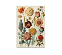 MiSkyn Ernst Haeckel Painter Works《Vintage Botanical Illustration》Poster Picture Print Wall Art Painting Canvas Artworks Gift Idea Room Aesthetic 20x30inch(50x75cm)