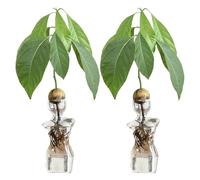 MISNODE 2 PCS Avocado Seed Vase, Avocado Seed Starter Glass Vase, Avocado Tree Growingredients Vase for Seed Gardening, Avocado Tree Growing Flowers Pot Female Glass Vase