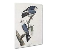 Mississippi Kite Birds By John James Audubon Vintage Canvas Wall Art Print Ready to Hang, Framed Picture for Living Room Bedroom Home Office Décor, 20x14 Inch (50x35 cm)