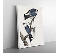 Mississippi Kite Birds By John James Audubon Vintage Canvas Wall Art Print Ready to Hang, Framed Picture for Living Room Bedroom Home Office Décor, 76x50 cm (30x20 Inch)