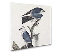 Mississippi Kite Birds by John James Audubon Vintage Canvas Wall Art Print Ready to Hang, Framed Picture for Living Room Bedroom Home Office Décor, 14x14 Inch (35x35 cm)