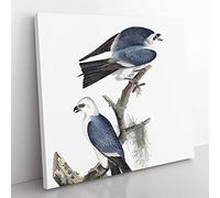 Mississippi Kite Birds by John James Audubon Vintage Canvas Wall Art Print Ready to Hang, Framed Picture for Living Room Bedroom Home Office Décor, 35x35 cm (14x14 Inch)