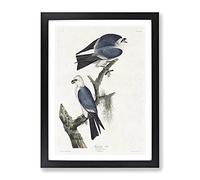 Mississippi Kite Birds By John James Audubon Vintage Framed Wall Art Print, Ready to Hang Picture for Living Room Bedroom Home Office Décor, Black A3 (34 x 46 cm)