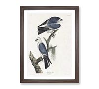 Mississippi Kite Birds By John James Audubon Vintage Framed Wall Art Print, Ready to Hang Picture for Living Room Bedroom Home Office Décor, Walnut A2 (64 x 46 cm)