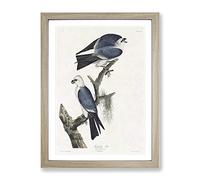Mississippi Kite Birds By John James Audubon Vintage Framed Wall Art Print, Ready to Hang Picture for Living Room Bedroom Home Office Décor, Oak A4 (34 x 25 cm)