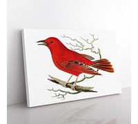 Mississippi Tanager Bird By George Shaw Vintage Canvas Wall Art Print Ready to Hang, Framed Picture for Living Room Bedroom Home Office Décor, 60x40 cm (24x16 Inch)