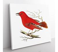 Mississippi Tanager Bird by George Shaw Vintage Canvas Wall Art Print Ready to Hang, Framed Picture for Living Room Bedroom Home Office Décor, 50x50 cm (20x20 Inch)