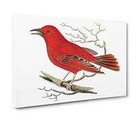 Mississippi Tanager Bird By George Shaw Vintage Canvas Wall Art Print Ready to Hang, Framed Picture for Living Room Bedroom Home Office Décor, 24x16 Inch (60x40 cm)