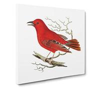 Mississippi Tanager Bird by George Shaw Vintage Canvas Wall Art Print Ready to Hang, Framed Picture for Living Room Bedroom Home Office Décor, 14x14 Inch (35x35 cm)