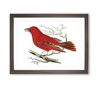 Mississippi Tanager Bird By George Shaw Vintage Framed Wall Art Print, Ready to Hang Picture for Living Room Bedroom Home Office Décor, Walnut A2 (64 x 46 cm)