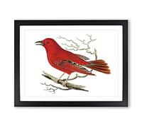 Mississippi Tanager Bird By George Shaw Vintage Framed Wall Art Print, Ready to Hang Picture for Living Room Bedroom Home Office Décor, Black A3 (46 x 34 cm)