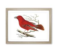 Mississippi Tanager Bird By George Shaw Vintage Framed Wall Art Print, Ready to Hang Picture for Living Room Bedroom Home Office Décor, Oak A4 (34 x 25 cm)