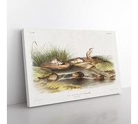 Missouri Mice By John Woodhouse Audubon Vintage Canvas Wall Art Print Ready to Hang, Framed Picture for Living Room Bedroom Home Office Décor, 76x50 cm (30x20 Inch)