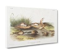 Missouri Mice By John Woodhouse Audubon Vintage Canvas Wall Art Print Ready to Hang, Framed Picture for Living Room Bedroom Home Office Décor, 20x14 Inch (50x35 cm)